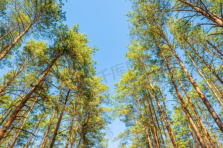高大美丽的针叶松树映衬着晴朗的蓝天