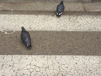 过马路的家养鸽子动物