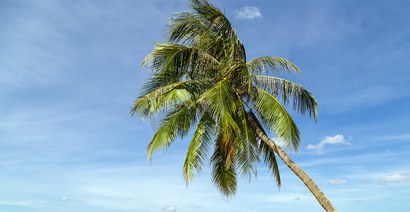 热带植物可可椰子背景。
