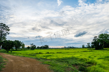 蓝天与水稻植物、绿地和稻田在雨季，风景背景。