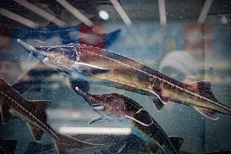 水族馆里的活鲟鱼在杂货店出售