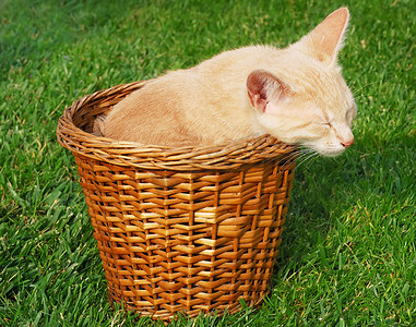 小猫睡在篮子里