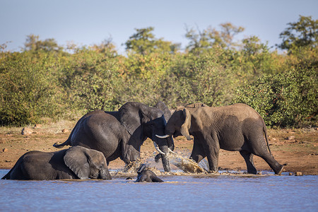 南非克鲁格国家公园的非洲丛林象