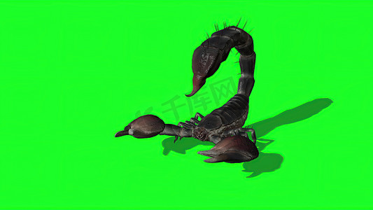 大屏边框素材摄影照片_3d 插图-森林蝎子处于攻击性姿势