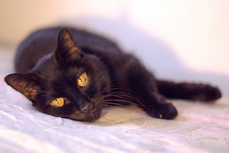 高级黑色背景摄影照片_躺在床上的高级黑猫
