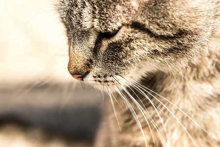 悲伤的虎斑猫头部轮廓。