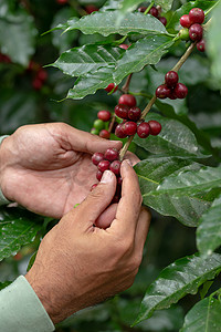 泰国北部树上成熟的新鲜阿拉比卡咖啡豆