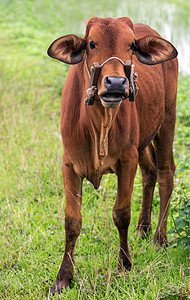 2021牛牛牛摄影照片_草地上的肖像牛动物