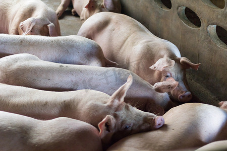 猪吃完饭就睡在养猪场里。