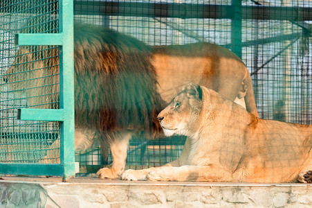 动物园笼子里的百兽之王，一只自由的动物。