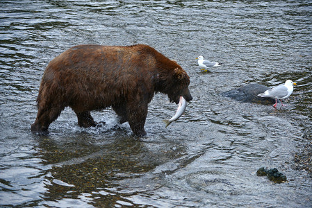灰熊捕食鲑鱼