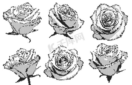 黑白插画摄影照片_黑白半色调装饰玫瑰插画