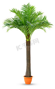 白色展台模型摄影照片_盆栽塑料隔离白色背景中的椰子树，用于装饰展台展览道具展示园设计的椰子树