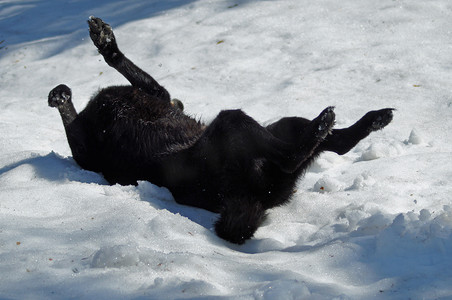 雪地打滚摄影照片_狗在雪地里打滚