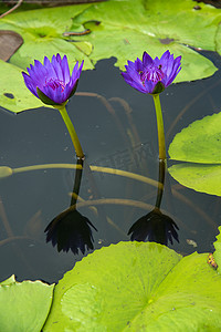 美丽的睡莲摄影照片_池塘里美丽的睡莲或莲花。