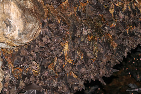 蝙蝠群，悬挂在 Goa Lawah 蝙蝠洞寺的天花板上，正在睡觉，印度尼西亚巴厘岛。
