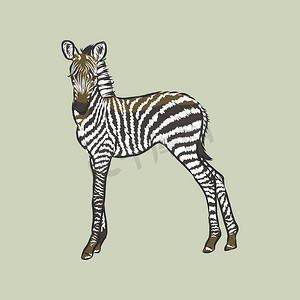 插画矢量涂鸦手绘素描斑马站孤立在白色。