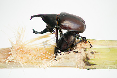 bre摄影照片_Dynastinae 或犀牛甲虫在 bre 的自然界中交配