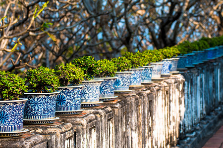 泰国Phetburi宫殿花盆中美丽的Carmona retusa或福建茶树