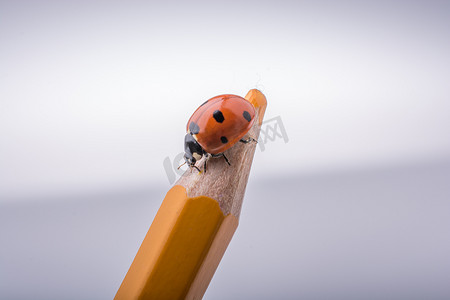 飞在铅笔摄影照片_走在颜色铅笔的美丽的红色瓢虫