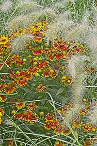 五颜六色的花园花与 Heleniums Waldraut 和观赏草接壤