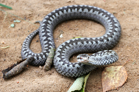 毒蛇摄影照片_在棕色春土上以编织方式卷起的攻击或防御姿势的灰毒蛇或加法器毒蛇