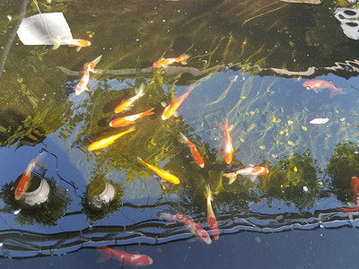 橙色和白色的鱼在水中