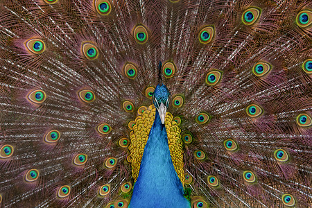 展开翅膀的鸟摄影照片_孔雀展开他的尾巴，露出它的羽毛。