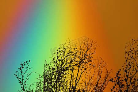 在五颜六色的天空的彩虹后面剪影干燥分支树