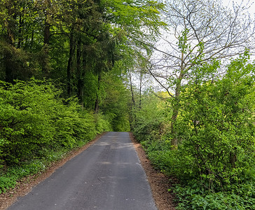 在田野和树木的乡村道路上的美丽景色