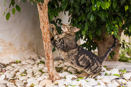 宠物和卫生 — 留在树上磨爪的条纹猫