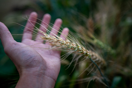 成熟的麦子在农夫手中放在麦田里。
