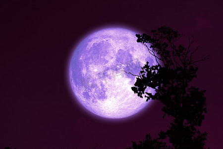 红色夜空背侧影树上的紫色鲟鱼月亮
