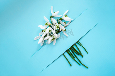 创意雪花摄影照片_在彩色背景上用雪花莲花组成，在明亮的蓝色背景上用雪花莲花制作的创意布局。