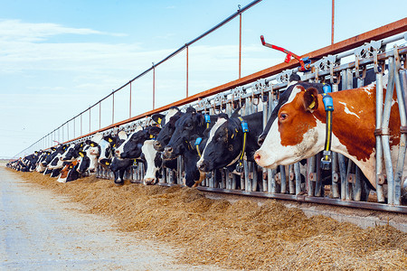 挤奶摄影照片_在室外牛棚里挤奶的奶牛吃干草