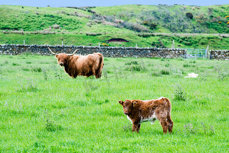 高地牛摄影照片_苏格兰高地牛