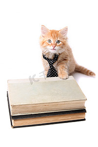 勤奋好学的橙色小猫