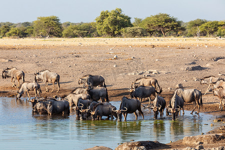 大群野生蓝牛羚 Gnu，纳米比亚非洲