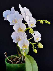 盛开的蝴蝶兰是白色的，花盆里的叶子很密。