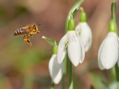 雪花莲 (Galanthus nivalis) 上的蜜蜂 (Apis mellifera)