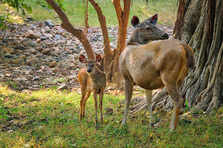 点赞手势人偶摄影照片_雌性蓝牛或 nilgai - 亚洲羚羊站在印度拉贾斯坦邦 Ranthambore 国家公园