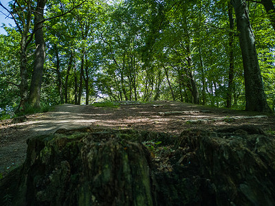 环境砍伐树木摄影照片_山顶前公园砍伐树木的残骸