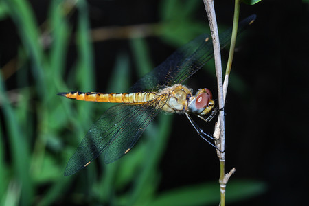 泰国森林竹竿上的大蜻蜓