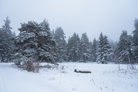 森林背景梦幻背景摄影照片_梦幻般的冬季森林景观中美丽的降雪。