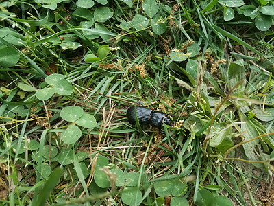草丛中的大黑甲虫