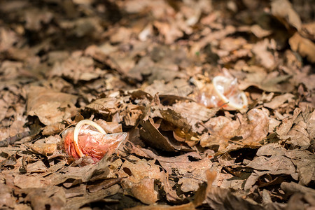一个沾满血迹的用过的避孕套扔在秋天的森林里，宝