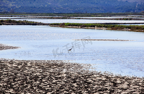 苍鹭摄影照片_塞科夫列盐蒸发池中的苍鹭