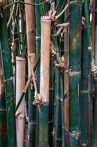 深绿色和米色竹丛林背景场景