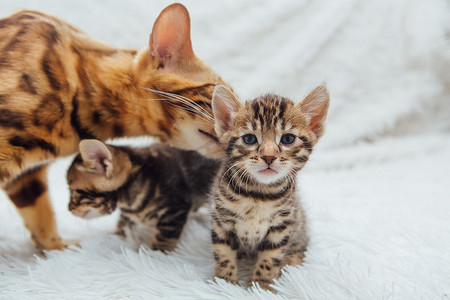 孟加拉猫和她的小猫躺在白色的愤怒毯子上