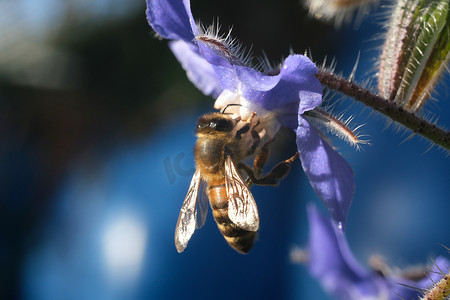 蜜蜂从一朵蓝色的花中吸取花蜜。